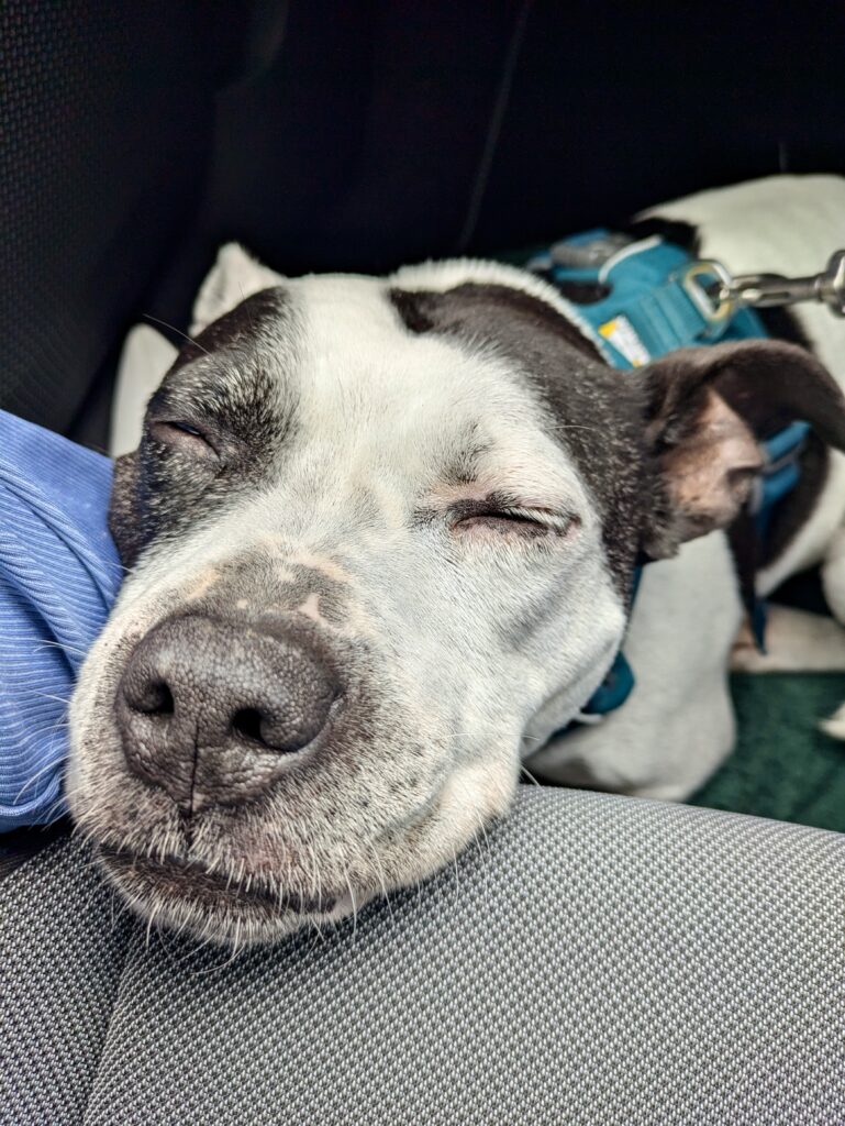 Milo is asleep on the car seat. He is a black & white staffy dog